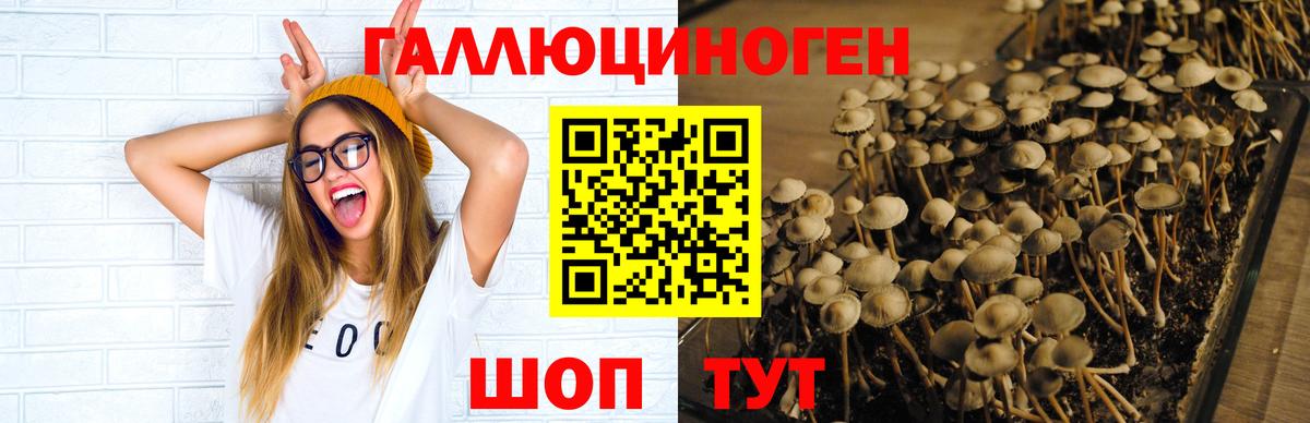 Холмск  Псилоцибиновые грибы мицелий  Вход с VPN 
